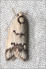 Compsotropha selenias