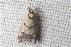 Compsotropha selenias