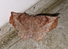 Euchlaena johnsonaria