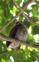 Terpsiphone viridis granti