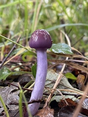 Cortinarius magellanicus