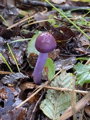 Cortinarius magellanicus