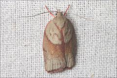 Euchaetis iozona