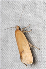 Microbela