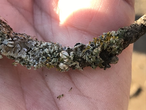 iNaturalist observation photo of Hooded Rosette Lichen