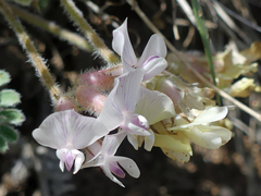 Astragalus parryi