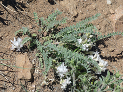 Astragalus parryi
