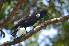 Corvus leucognaphalus