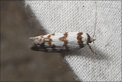 Philobota impletella