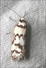 Philobota impletella