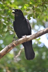 Corvus leucognaphalus