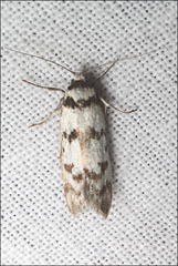 Philobota impletella