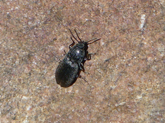 Hadromorphus glaucus