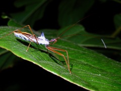 Epidaus validispinus