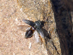 Hadromorphus glaucus