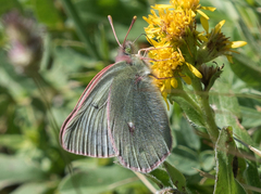 Colias nastes