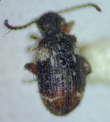 Ptinus bimaculatus