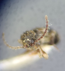 Ptinus bimaculatus