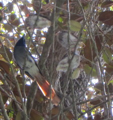 Terpsiphone viridis granti