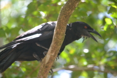 Corvus leucognaphalus