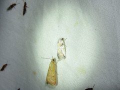 Aleptina aleptivoides