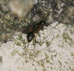Camponotus renggeri