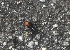 Castianeira occidens