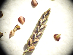 Cyperus pedunculosus