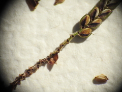 Cyperus pedunculosus