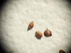 Cyperus pedunculosus