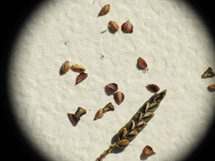 Cyperus pedunculosus