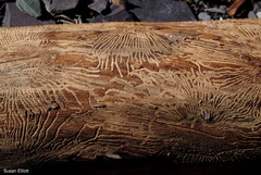 Scolytus
