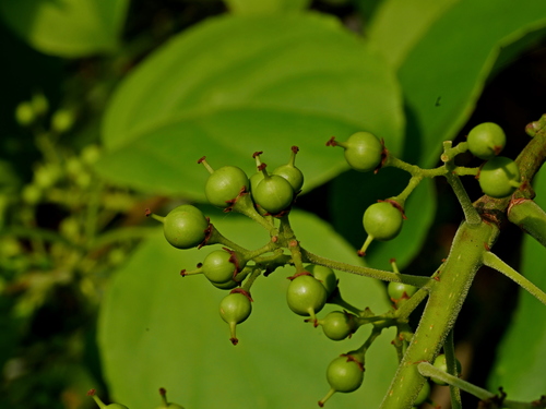 Celastrus kusanoi (Celastrus kusanoi)
