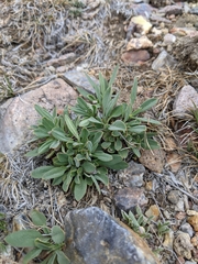 Penstemon radicosus