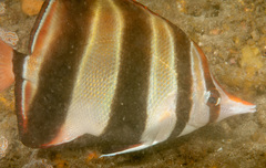 Chelmonops truncatus
