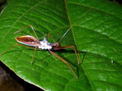 Epidaus validispinus