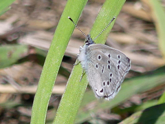 Glaucopsyche lygdamus oro