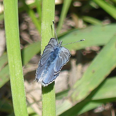 Glaucopsyche lygdamus oro