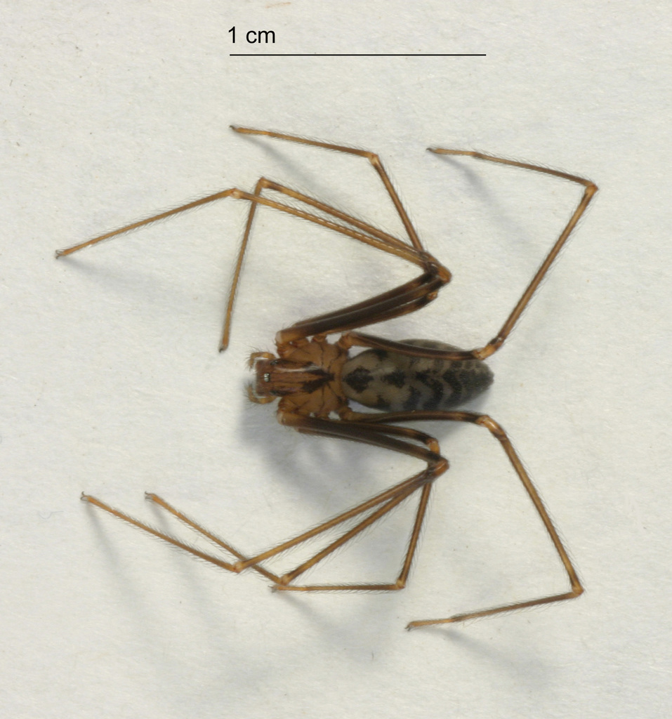 false violin spiders