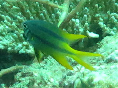 Neoglyphidodon nigroris