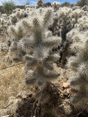 Cylindropuntia multigeniculata