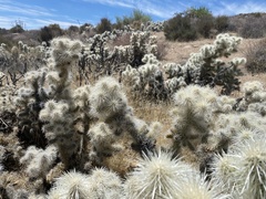 Cylindropuntia multigeniculata