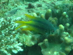 Neoglyphidodon nigroris