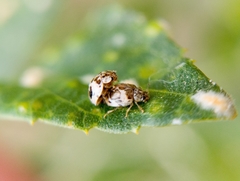 Psyllobora bicongregata