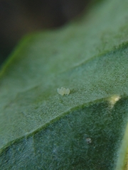 Psyllobora bicongregata