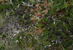 Anisotome aromatica