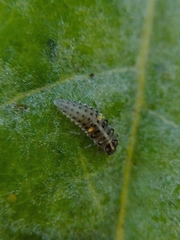 Psyllobora bicongregata