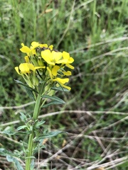 Erysimum odoratum