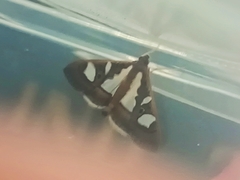 Glyphodes bivitralis