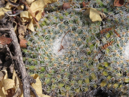 Mammillaria perbella